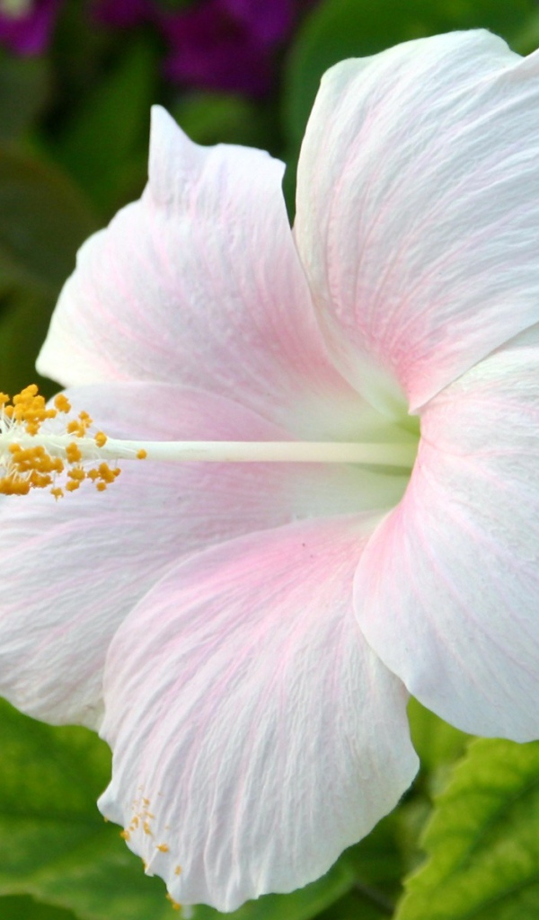 Цветок Hibiscus