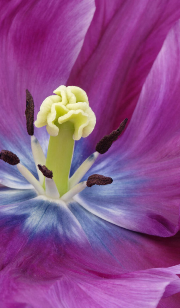 Внутри бутона