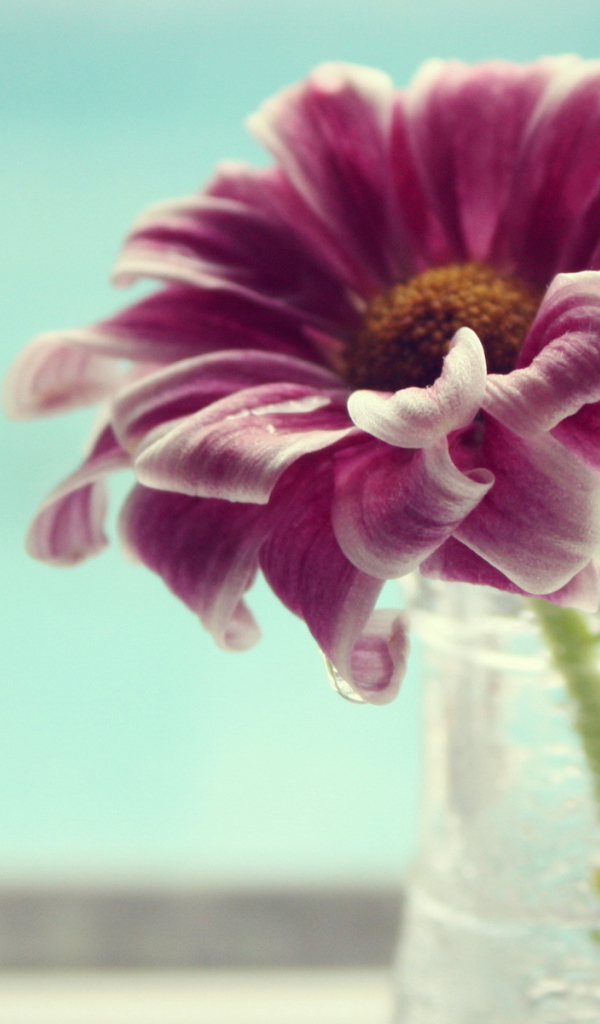 Одинокий цветок