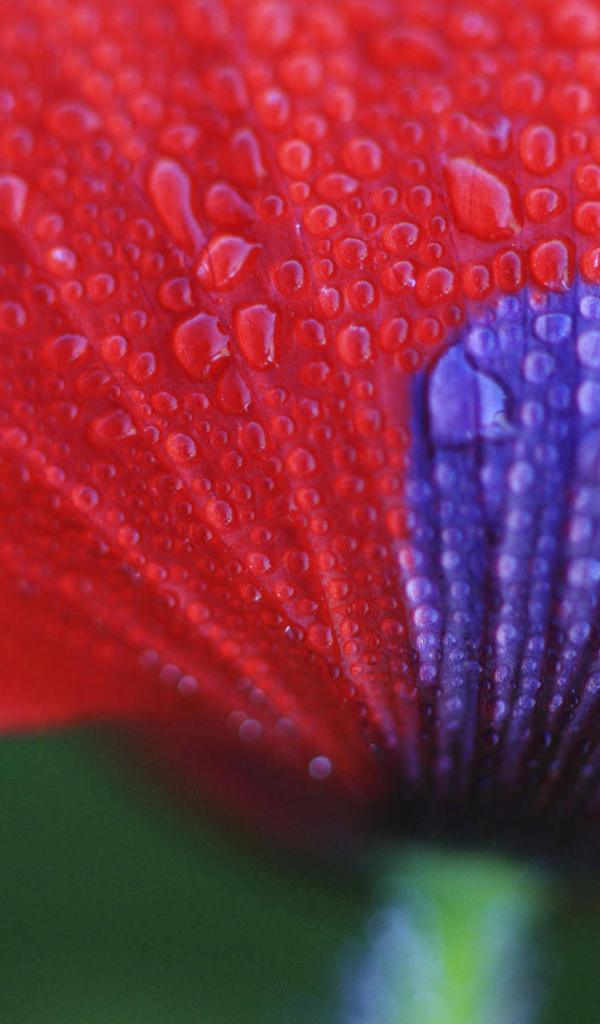 Макро Цветок