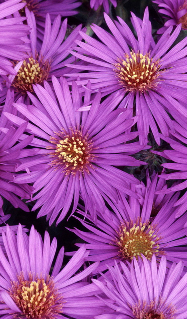 Североамериканские астры