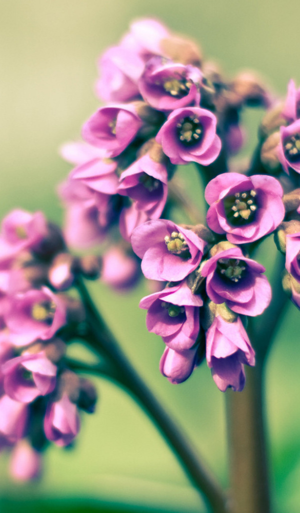 Розовые цветочки