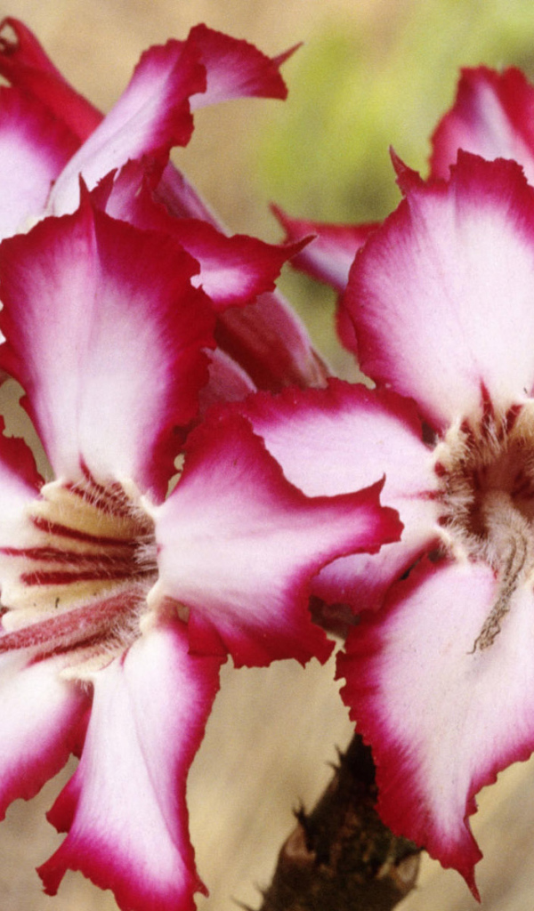 Шикарные цветы