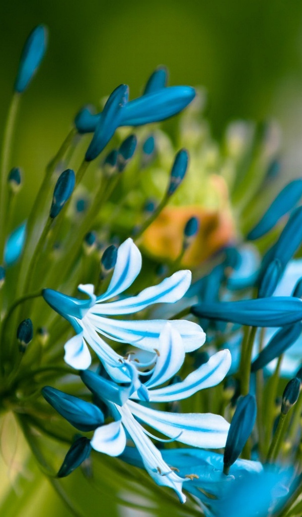 Симпатичные цветочки