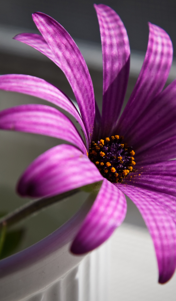 Пурпурный цветок