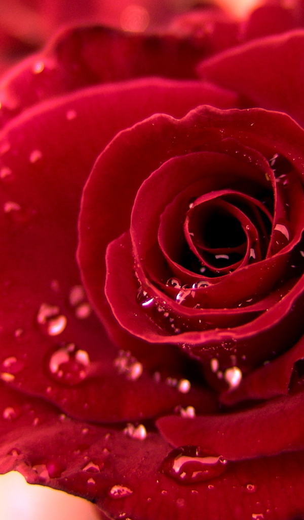 Красная роза