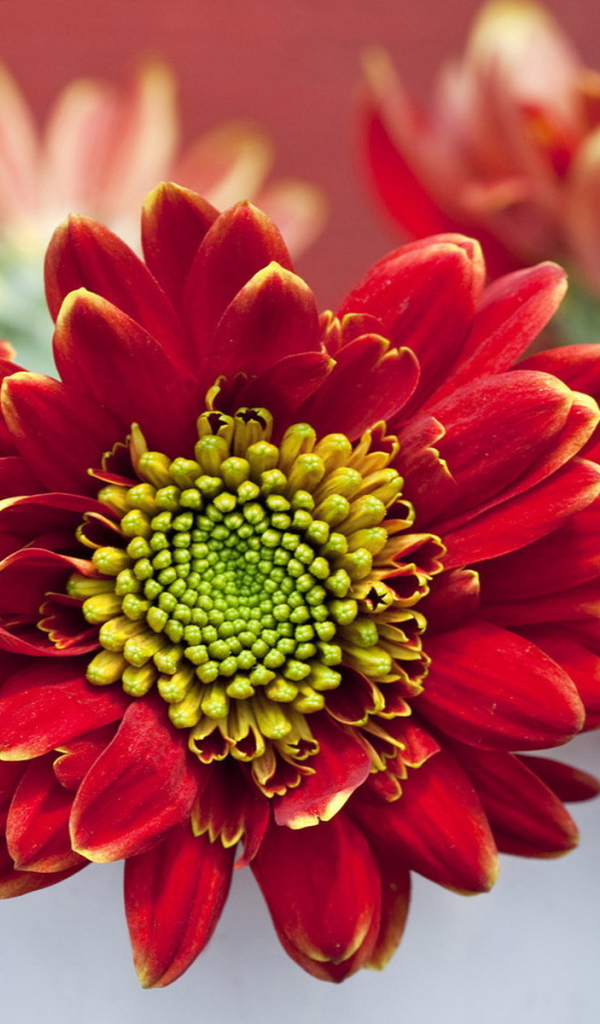 Летний букетик