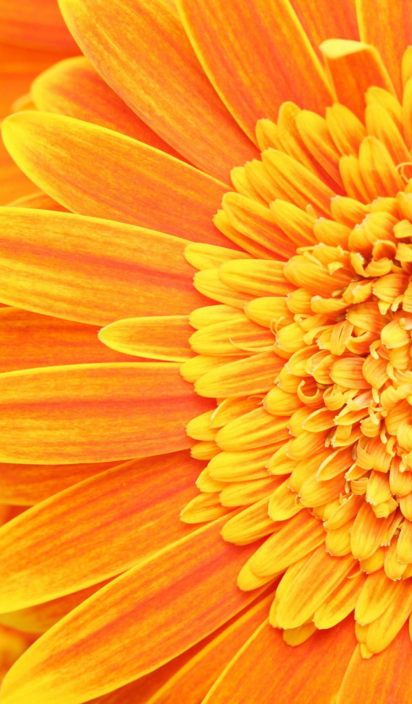 Солнечный цветок