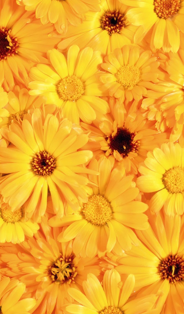 Красивые желтые цветы