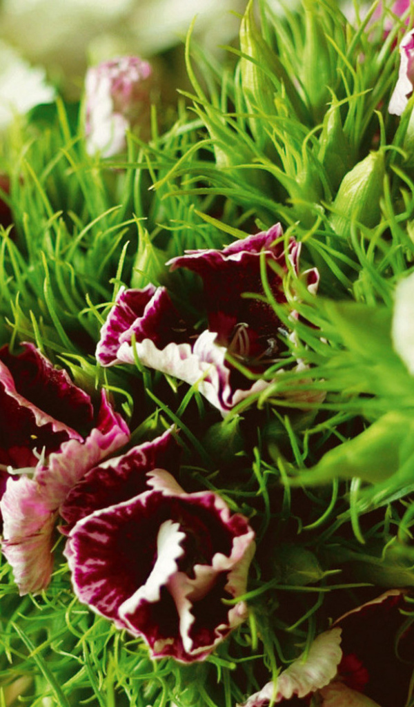 Засохшие гвоздики