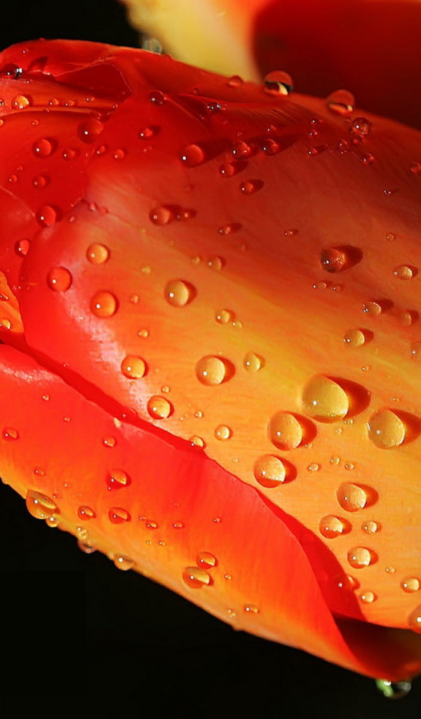 Тюльпан одиночка