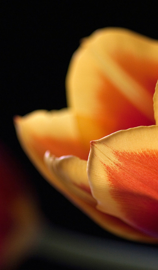 Тюльпан в ночи