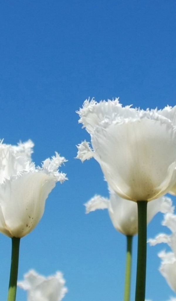 Тюльпаны-облака