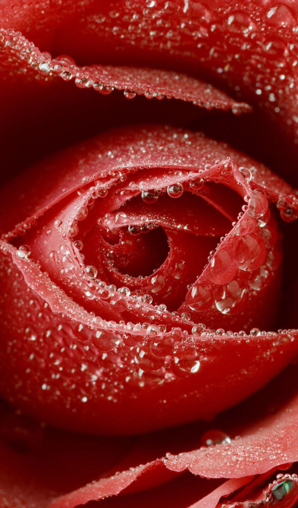 Влажная роза