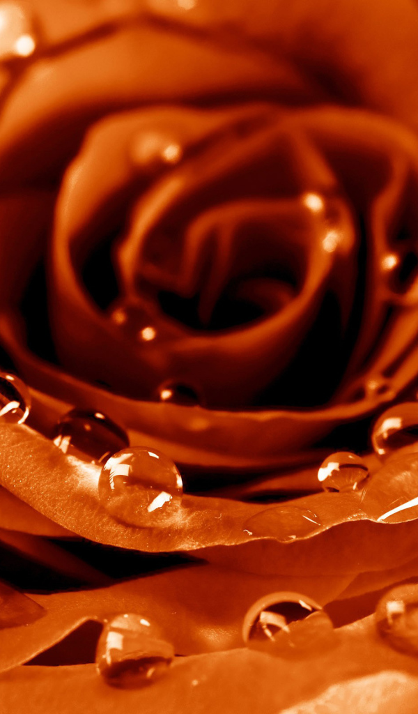 Мокрая роза