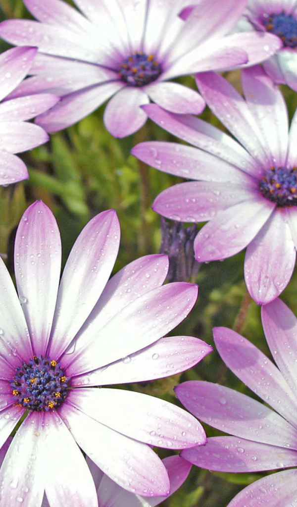 Влажные лепестки цветов