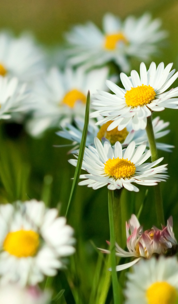 Белые ромашки