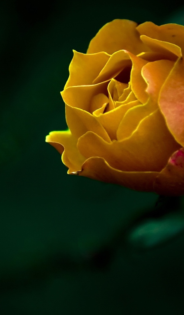 Желтая роза