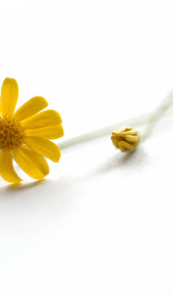 Желтый цветок