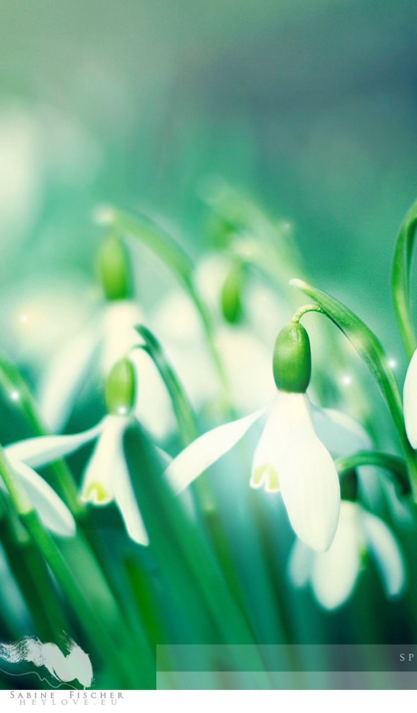 Первые подснежники Весенние цветы