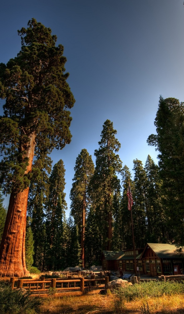 Среди вековых деревьев