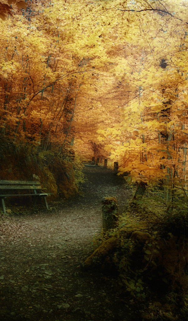 Осенний лес