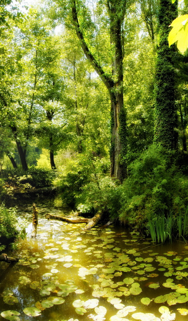 Красота леса