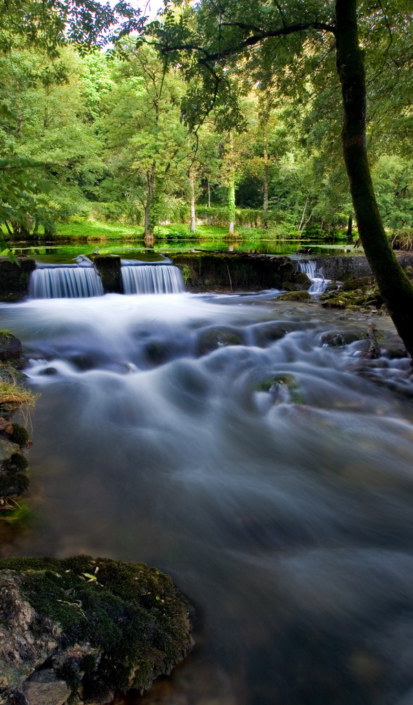 Ручей в лесной чаще