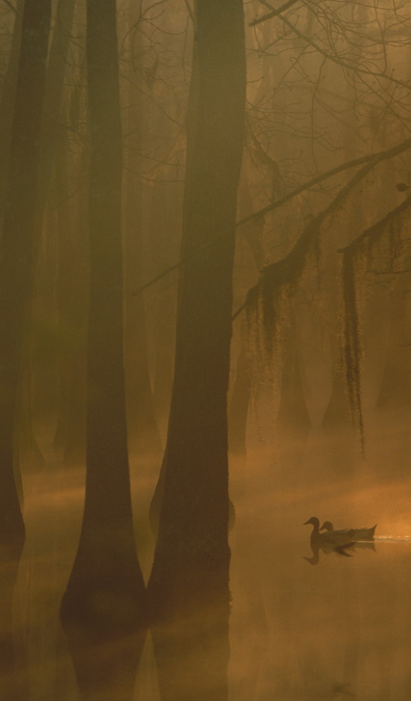 Туман в затопленном лесу