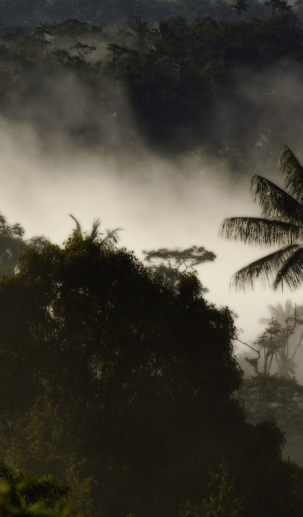 Туман в тропическом лесу