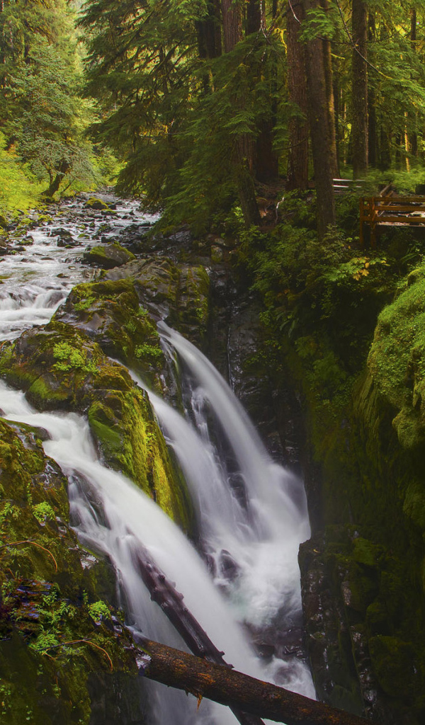 Лесной ручей