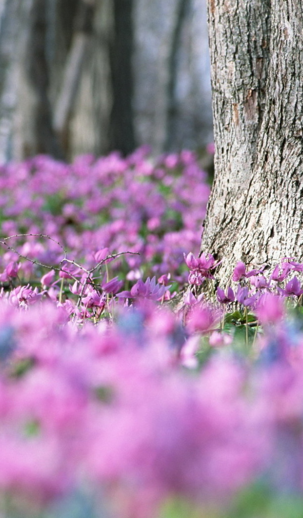 Лес в цветах