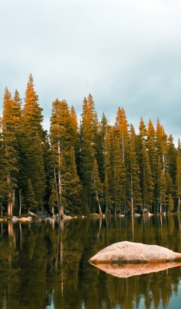 Лес около озеро