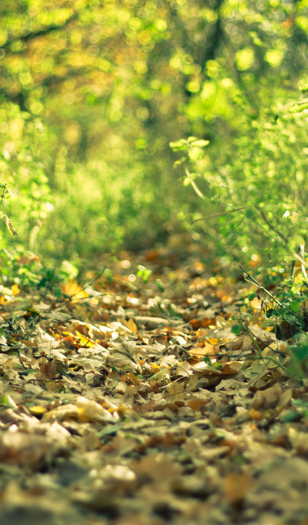 Лесная тропинка