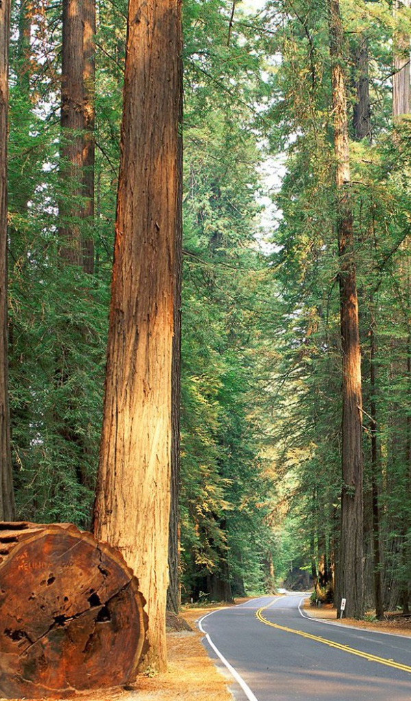 Роща гигантских деревьев