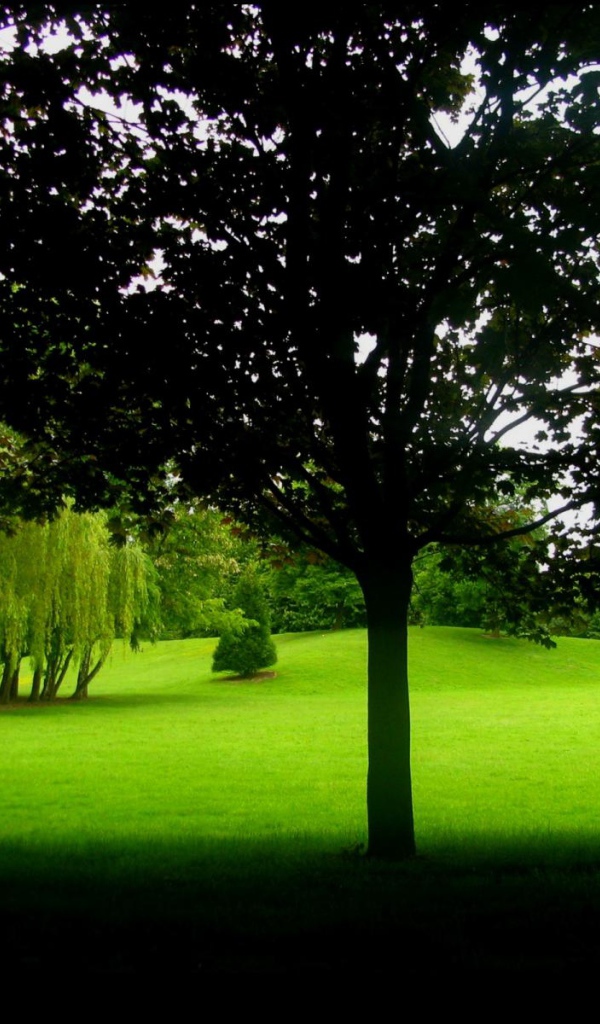 В тени деревьев