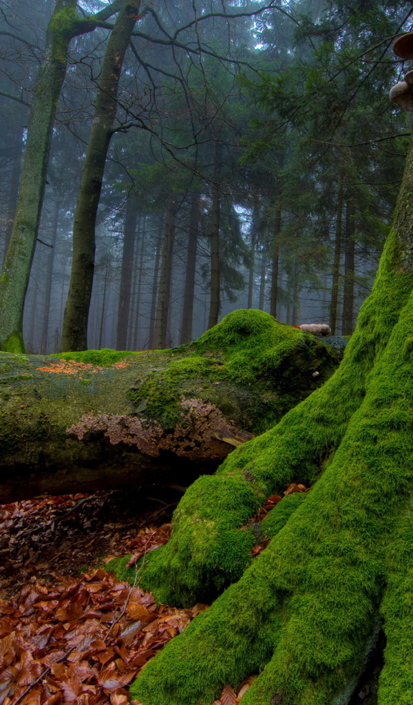 Мох на стволе