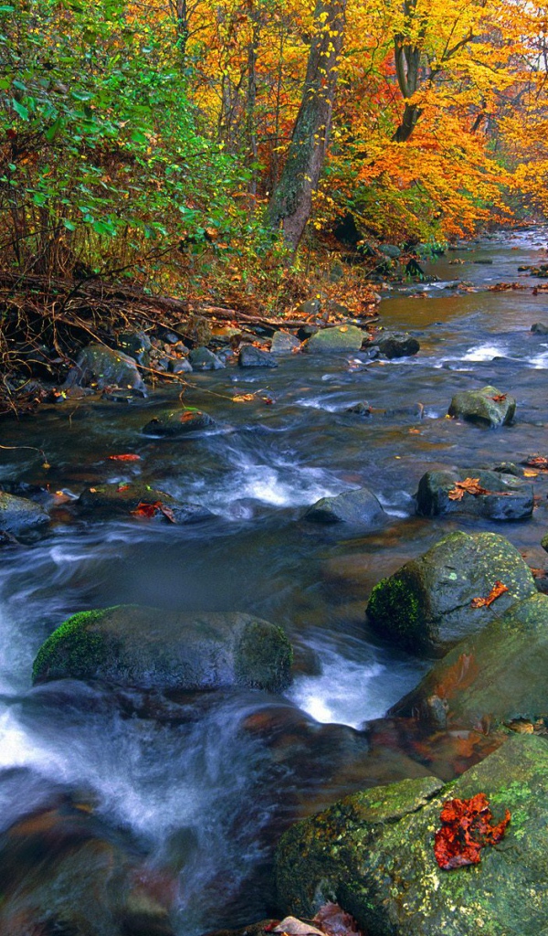 Река в лесу