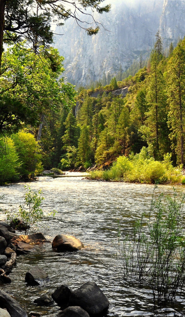 Река в горном лесу