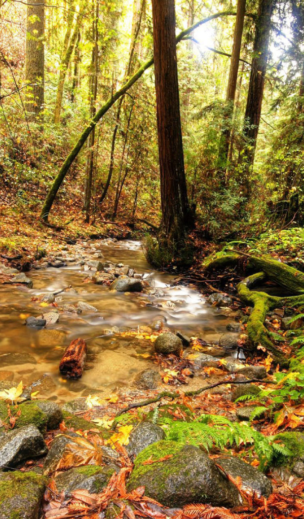 Ручей в лесной чаще