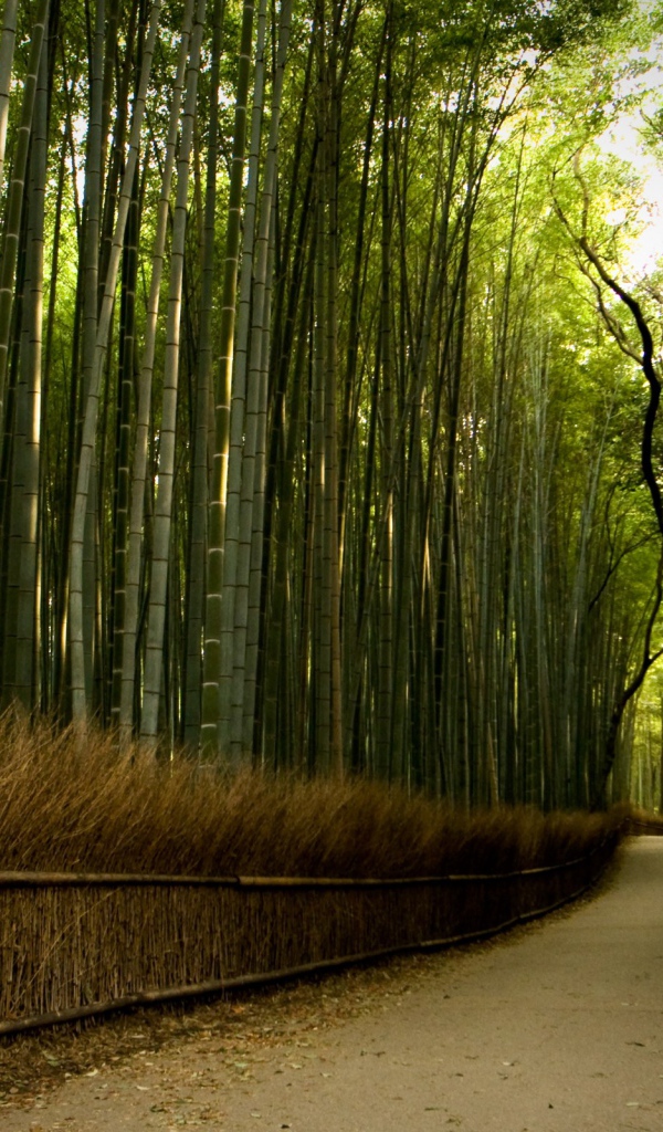 Дорожка через бамбуковый лес