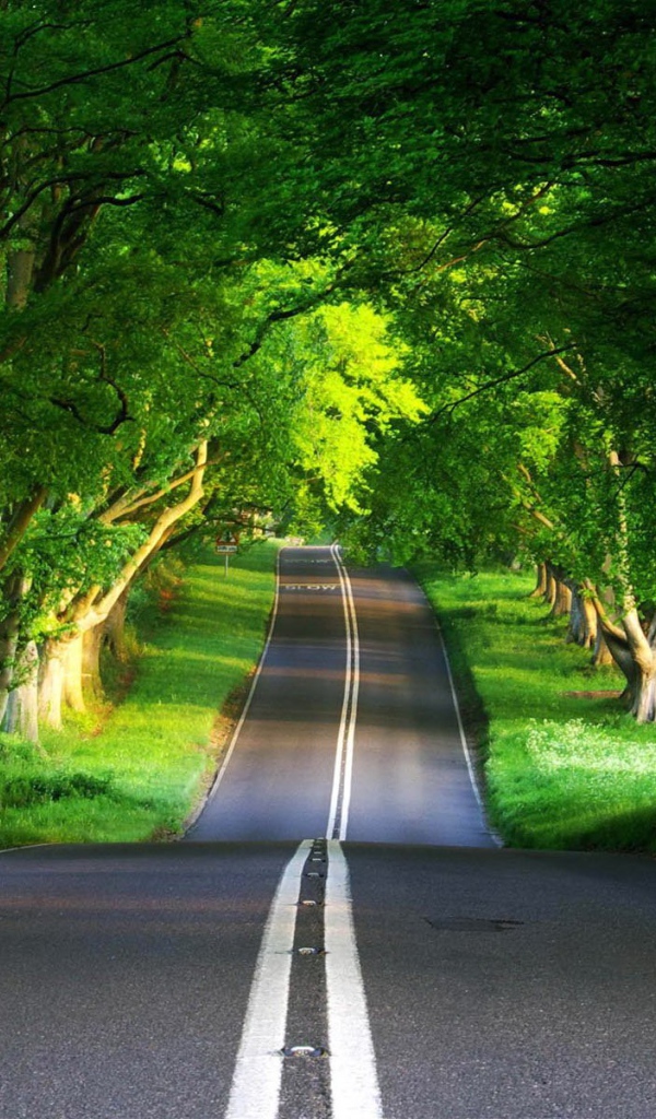 Дорога через лес