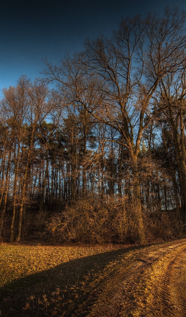 Дорога в лес