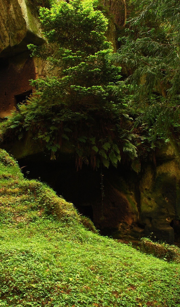 Храм в джунглях