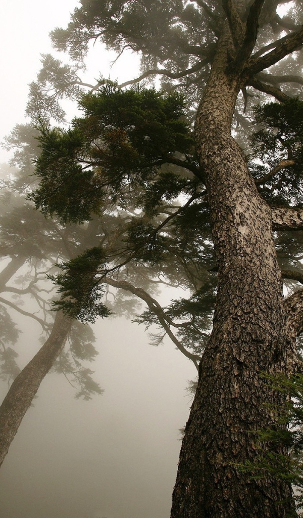 Деревья в тумане