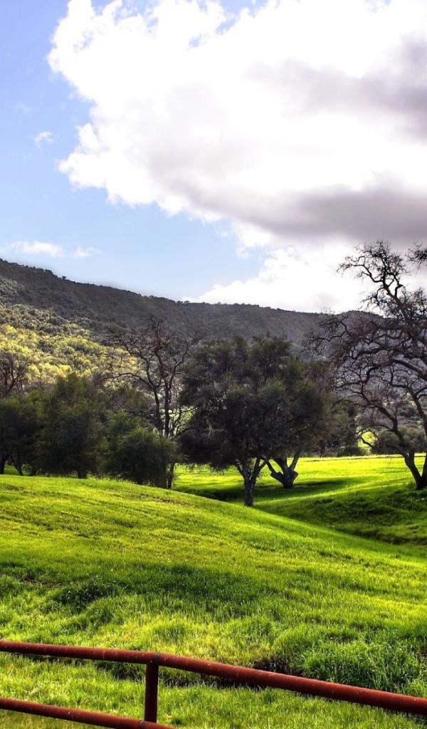 Лесные просторы