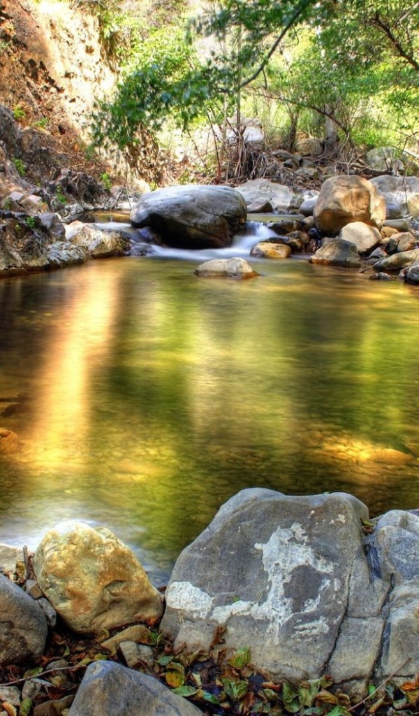 Лесной ручей