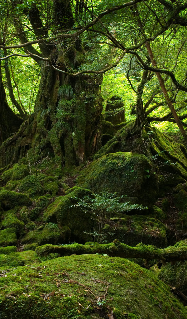 Лес Якушима