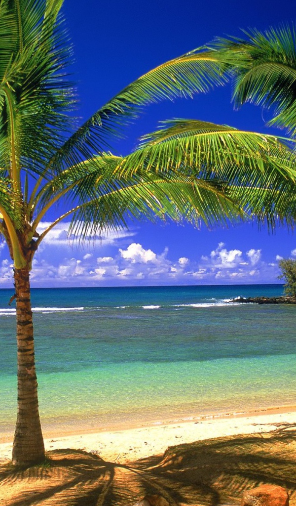 Пальмы, остров, пляж