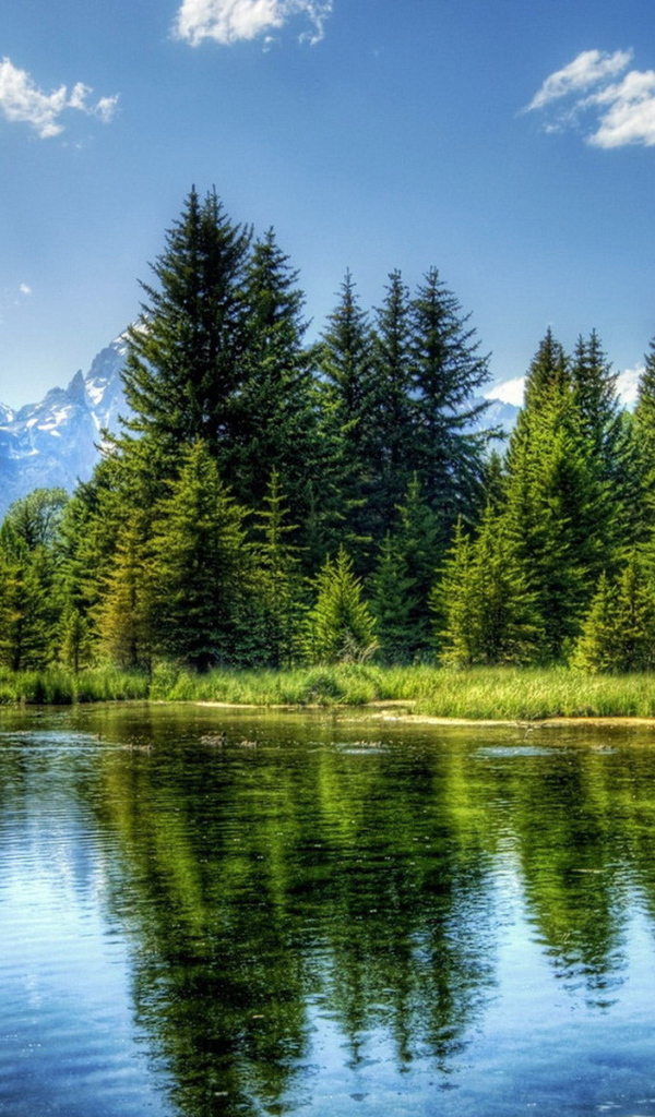 Ели на фоне гор